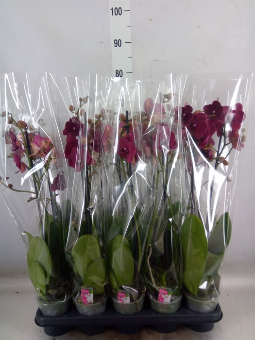 <h4>Phalaenopsis   ...red</h4>