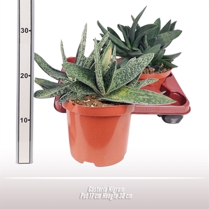 Gasteria Nigrum