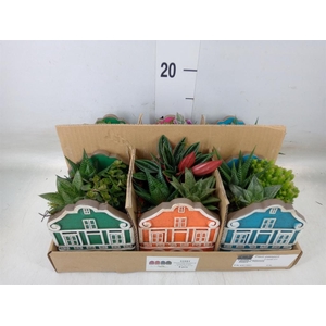 Arr.   Kamerplant Groen L%