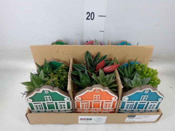 <h4>Arr.   Kamerplant Groen L%</h4>