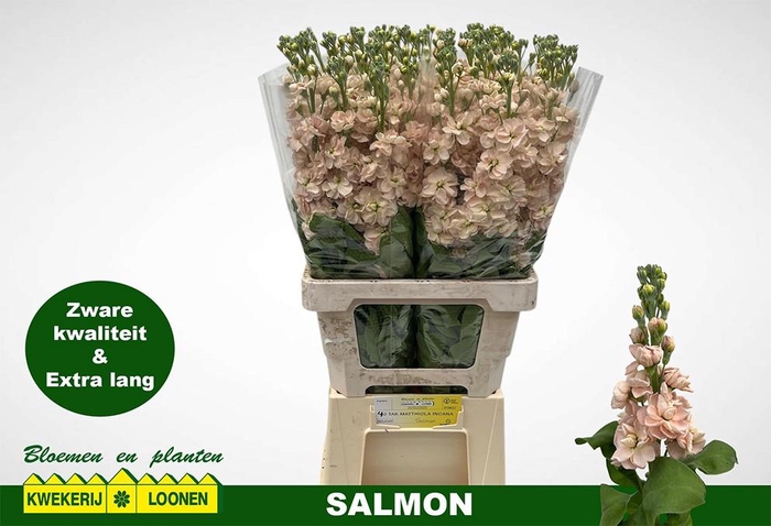 <h4>MATTH MILLA SALMON</h4>