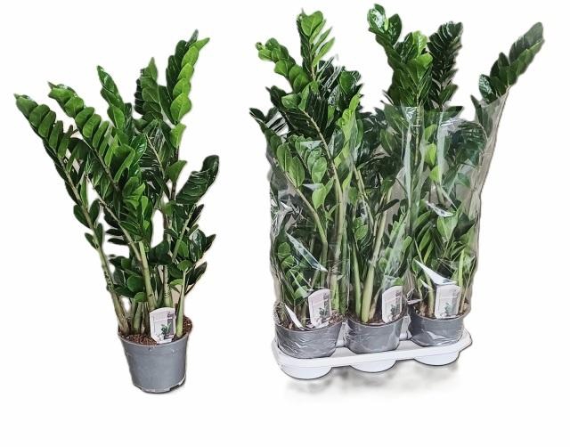 <h4>ZAMIO ZAMIIFOLIA</h4>