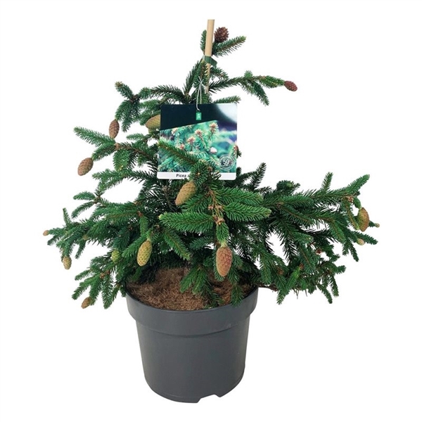 <h4>Picea abies 'Acrocona'</h4>