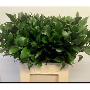 RUSCUS HYPOPHYLLUM