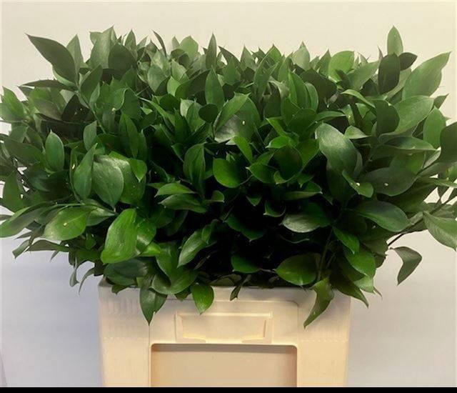 <h4>RUSCUS HYPOPHYLLUM</h4>