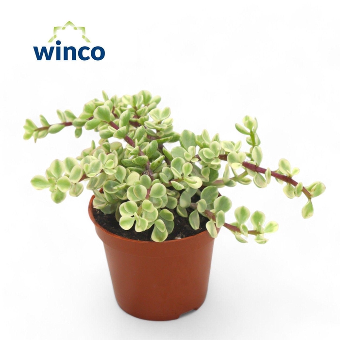 <h4>Crassula Afra Variegata</h4>