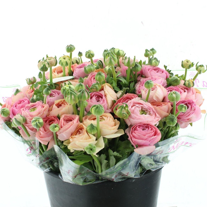 <h4>Ran Su Sr Tropico Salmon Extra</h4>