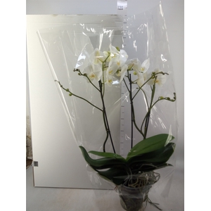 Phalaenopsis   ...white