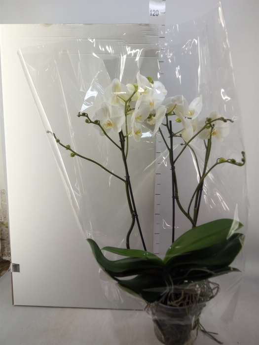 <h4>Phalaenopsis   ...white</h4>