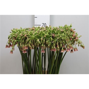 Nect Siculum Bulgar