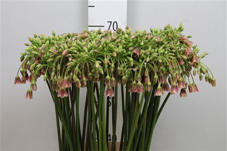 <h4>Nect Siculum Bulgar</h4>