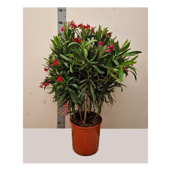 <h4>Nerium Oleander 27Ø 100cm</h4>