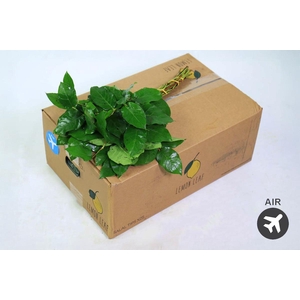 Salal Tips Lemon Leaf (air)