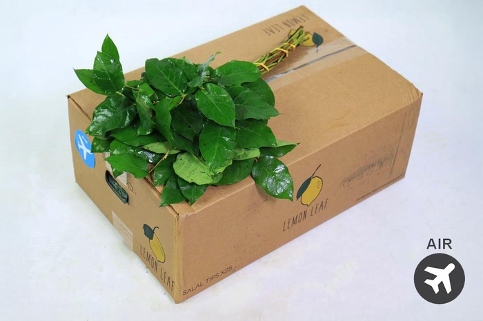 <h4>Salal Tips Lemon Leaf (air)</h4>