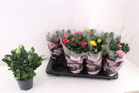 <h4>Ro Pathit Gem 5 Srt</h4>