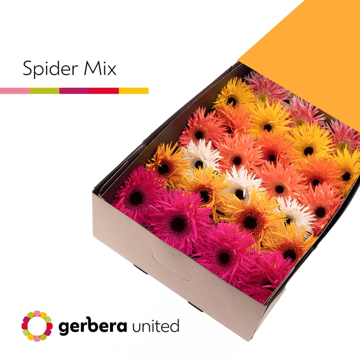 Gerbera Spider Mix Spider Doos