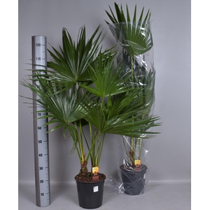 LIVISTONA ROTUNDIFOL