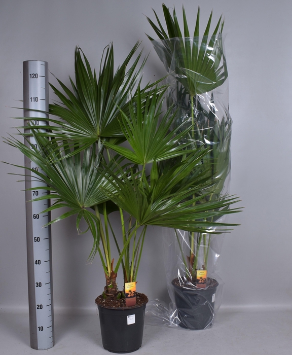 <h4>LIVISTONA ROTUNDIFOL</h4>