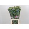 Oxypetalum Tweedia Blue