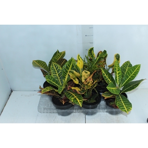 CROTON HIB VARIADO P15