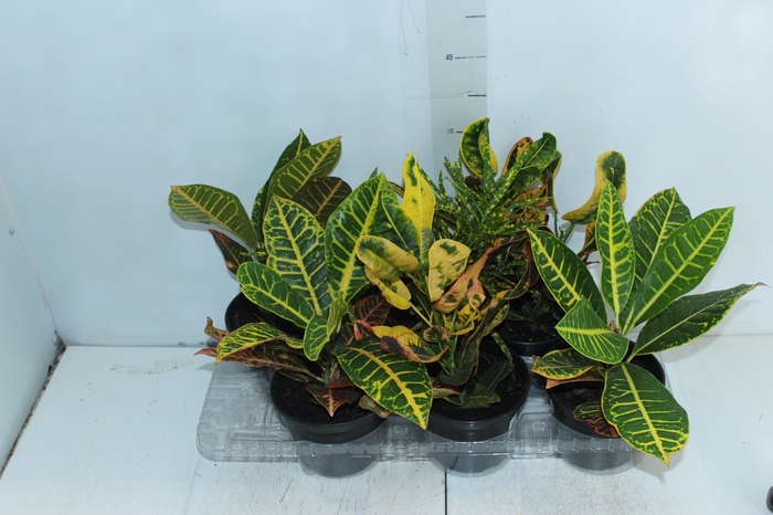 <h4>CROTON HIB VARIADO P15</h4>