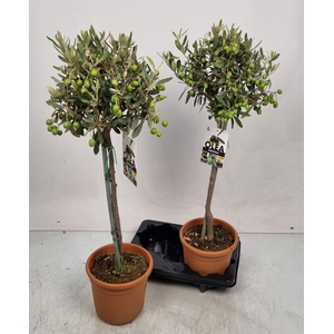 OLEA EUROPAEA