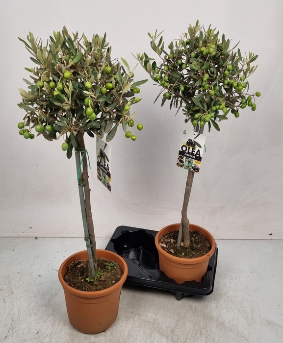 <h4>OLEA EUROPAEA</h4>