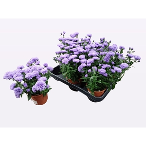 ASTER NB OV