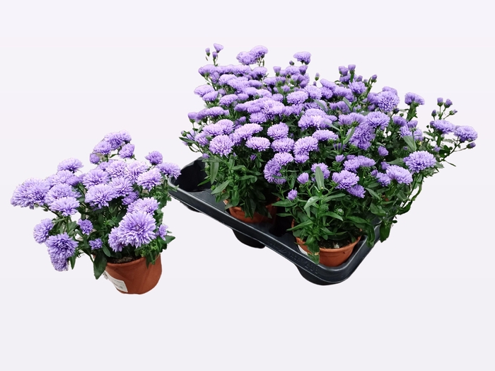 <h4>ASTER NB OV</h4>