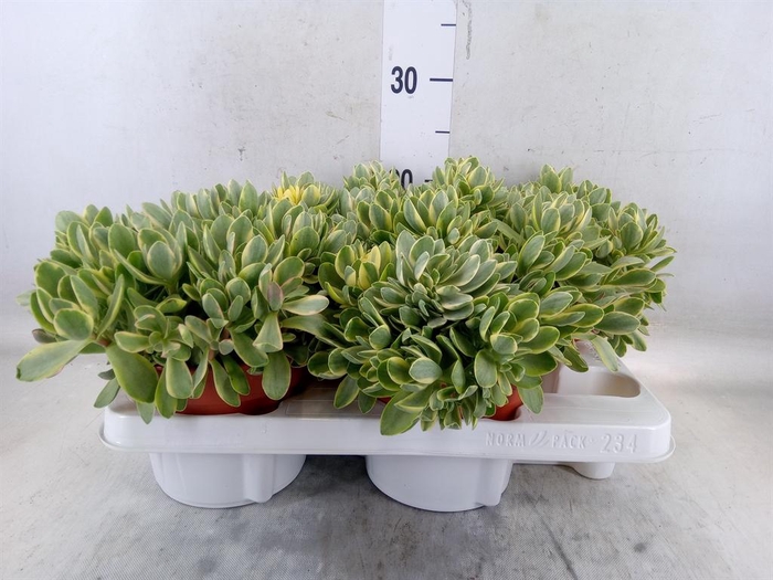<h4>Crassula   ...</h4>