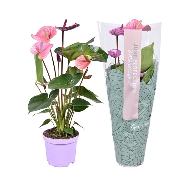 <h4>Anthurium Andreanum Grp Cavalli</h4>
