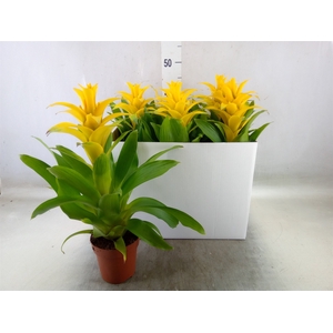 Guzmania  'Diana'