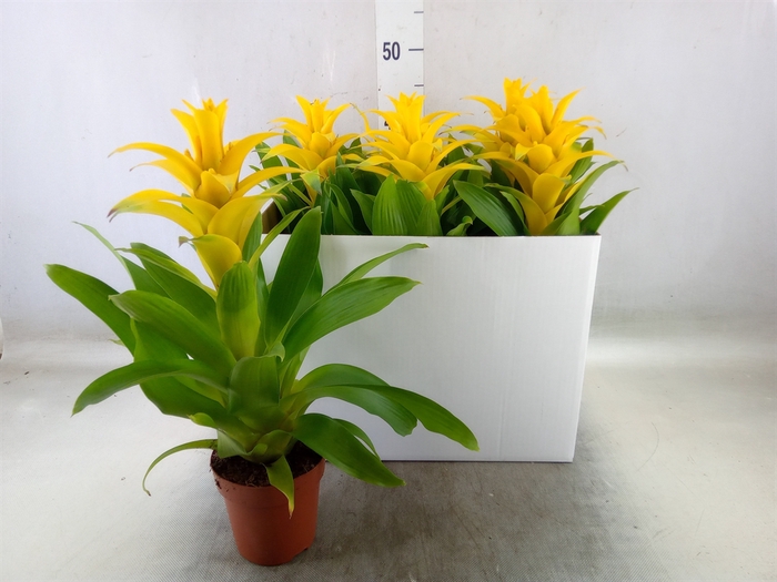 <h4>Guzmania  'Diana'</h4>