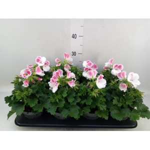 Pelargonium gran.   ..