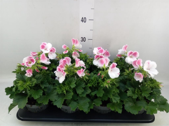 <h4>Pelargonium gran.   ..</h4>