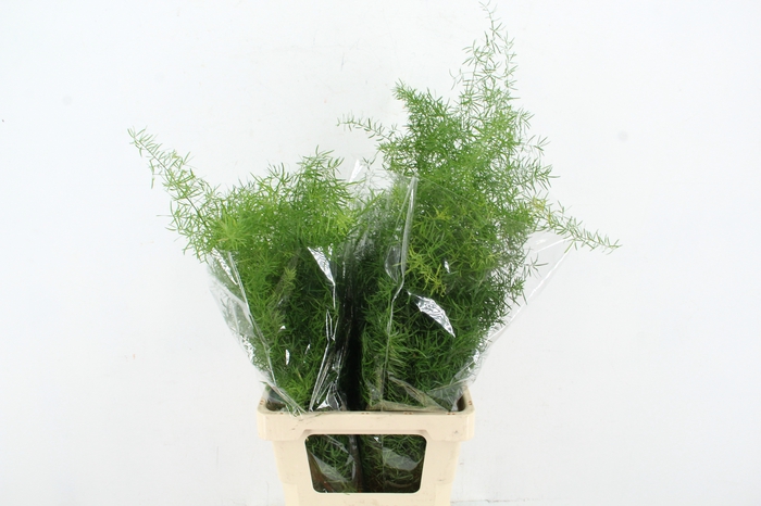 <h4>ASP DENS SPRENGERI</h4>