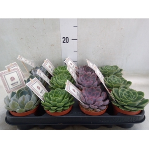 Echeveria  'Rosetta'   ...mix