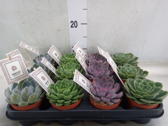 <h4>Echeveria  'Rosetta'   ...mix</h4>