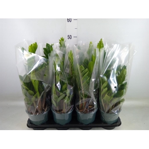 Zamioculcas zamiifolia