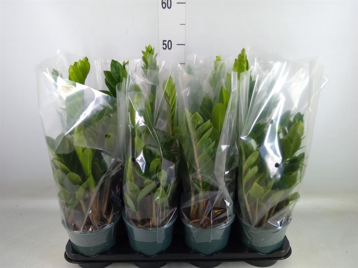 <h4>Zamioculcas zamiifolia</h4>