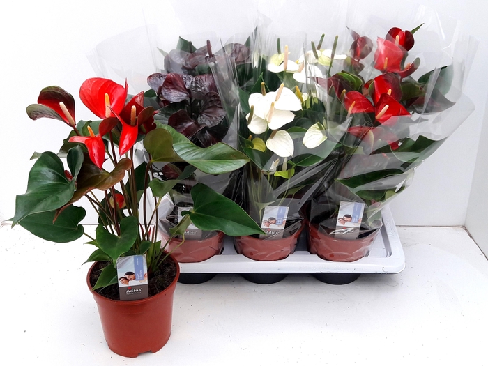 <h4>ANTHU AN GEM 3 KL</h4>