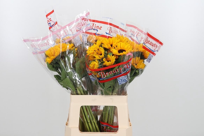 <h4>Heli Sunova</h4>