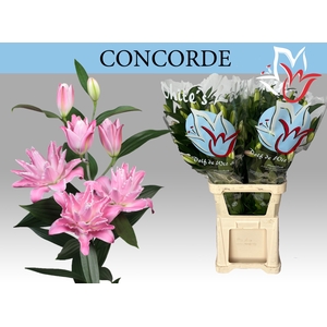 LI OR DU CONCORDE