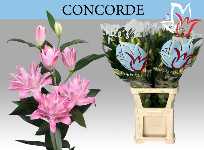 <h4>LI OR DU CONCORDE</h4>