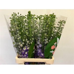 DELPH EL PURPLE ARROW