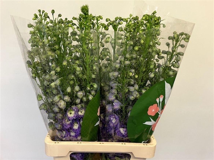 <h4>DELPH EL PURPLE ARROW</h4>