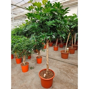 Schefflera arboricola 'Compacta'