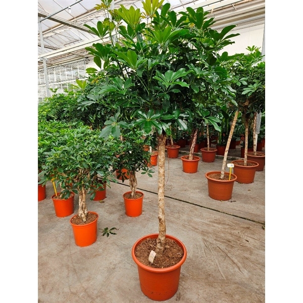 <h4>Schefflera arboricola 'Compacta'</h4>