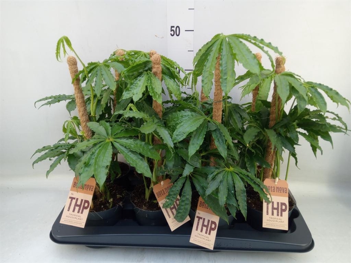 <h4>Anthurium   ...</h4>