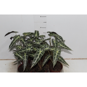 ALOCASIA PICOLLINI P12